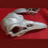 Ornate Raven Skull Sculpture image