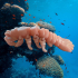 Mantis Shrimp image