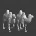 Camels - Wargaming Models image