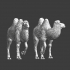 Camels - Wargaming Models image