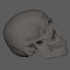 Human Skull image