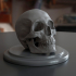 Human Skull image