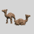 Camel babies image