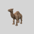 Camel standing image