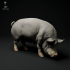 Berkshire Pig Grazing image