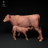 Red Devon Cow feeding Calf image