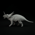 Styracosaurus roaring 1-35 scale pre-supported dinosaur image