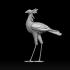 bird secretary image