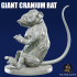 Giant Cranium Rat image