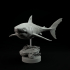 Carcharocles chubutensis 1-35 scale pre-supported prehistoric shark image