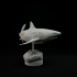 Carcharocles chubutensis 1-35 scale pre-supported prehistoric shark image