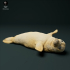 Grey Seal Pup image