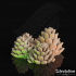 Pine Cone Bunch image