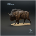 Bison priscus : Display image