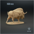 Bison priscus : Display image