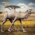 Dromedary Camel - Presupported image