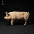 Berkshire Pigs and Boars Bundle Set image