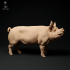 Berkshire Pigs and Boars Bundle Set image