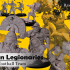 Roman Legionaries Fantasy Football Team SPECIALISTS image
