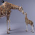 Rothschild's Giraffe Female and Calf image