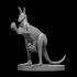 Kangaroos - Boxing and Regular image