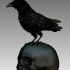 bird crow scull image