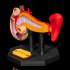 Pancreas Anatomical Model image