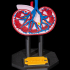 Kidney Anatomical Model image