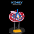 Kidney Anatomical Model image