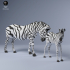 Zebra with Calf image
