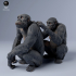 Chimps Grooming image