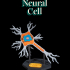 Neural Cell image