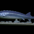 Beluga Sturgeon Underwater Statue for 3d print image