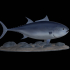 Atlantic Bluefin Tuna Underwater Statue for 3d print image