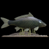 Carp underwater statue for 3d print image