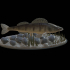 fish zander /pikeperch underwater statue detailed texture for 3d printing image