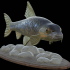 gudgeon / gobio gobio underwater statue detailed texture for 3d printing image