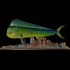 mahi mahi / dorado / common dolphin fish underwater statue detailed texture for 3d printing image