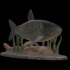 fish grass carp / Ctenopharyngodon idella / amur bílý statue detailed texture for 3d printing image