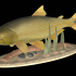 fish golden dorado / Salminus brasiliensis statue underwater detailed texture for 3d printing image