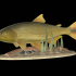 fish golden dorado / Salminus brasiliensis statue underwater detailed texture for 3d printing image